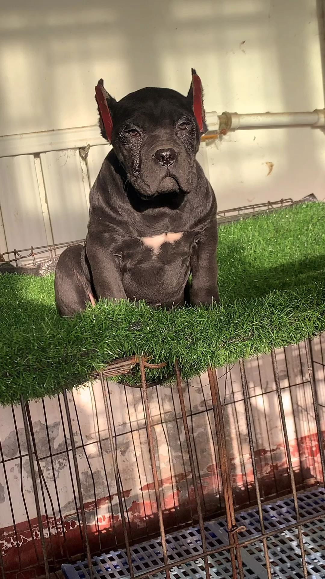 意大利卡斯罗护卫犬#霸气总裁卡斯罗护卫犬