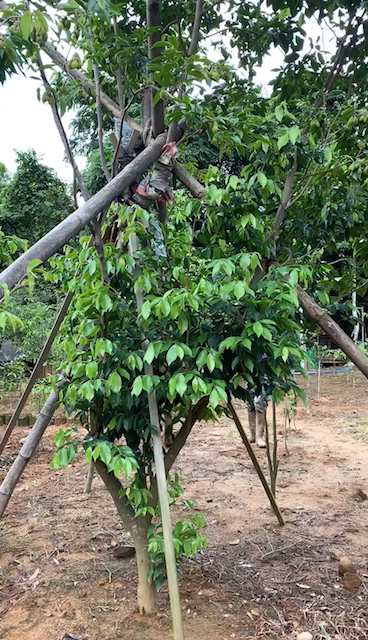 奇楠#看看我们的原生奇楠母树结出来的奇楠!太漂亮了!