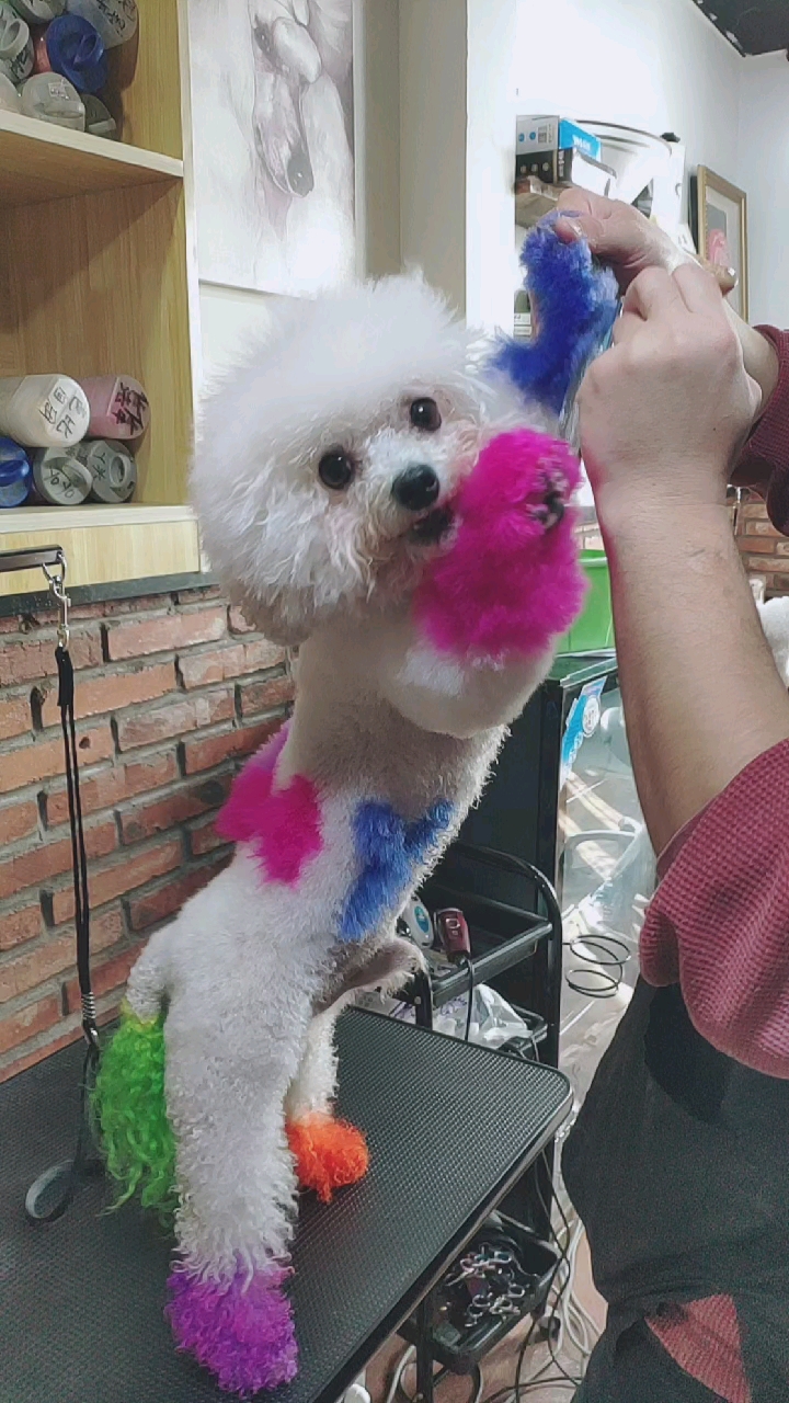 #比熊#小比熊染色