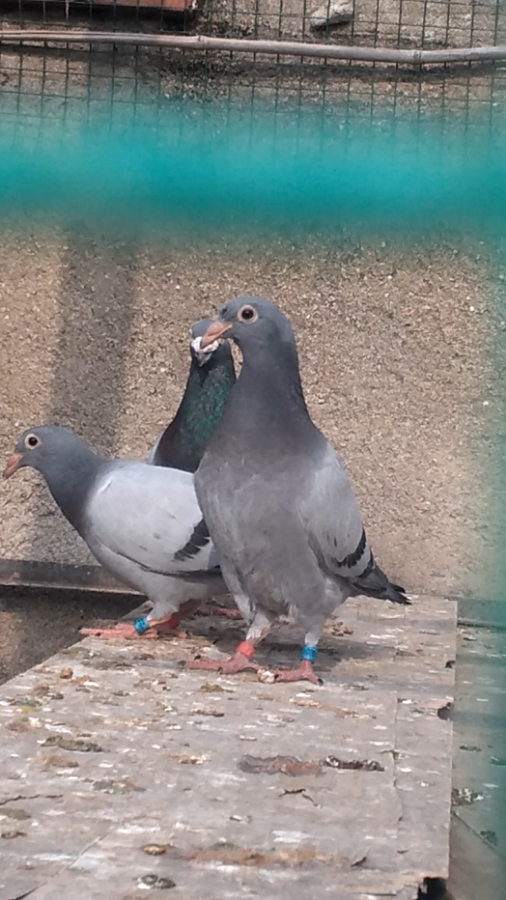 大鼻子信鸽#小鸽子第一次上房有点生涩