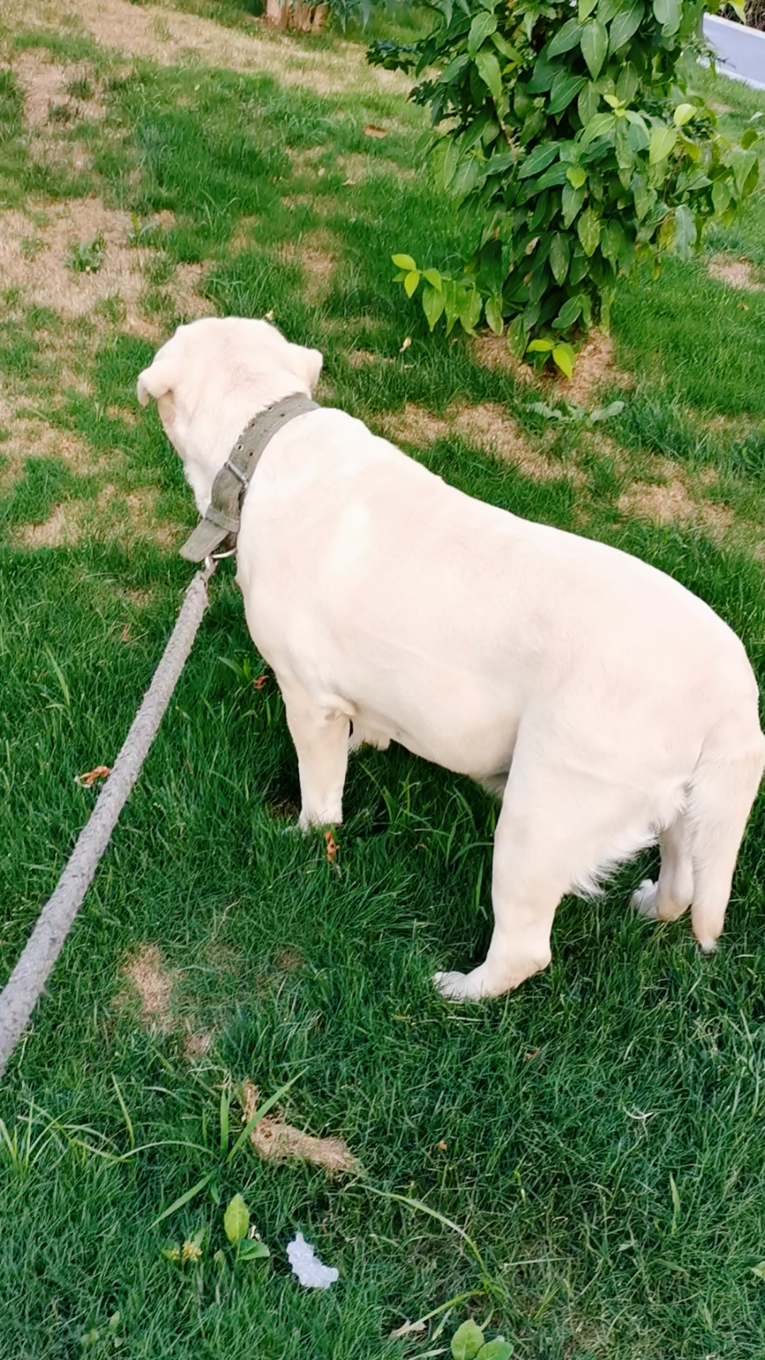 拉布拉多#剃掉的毛长起来,大美又回来了.