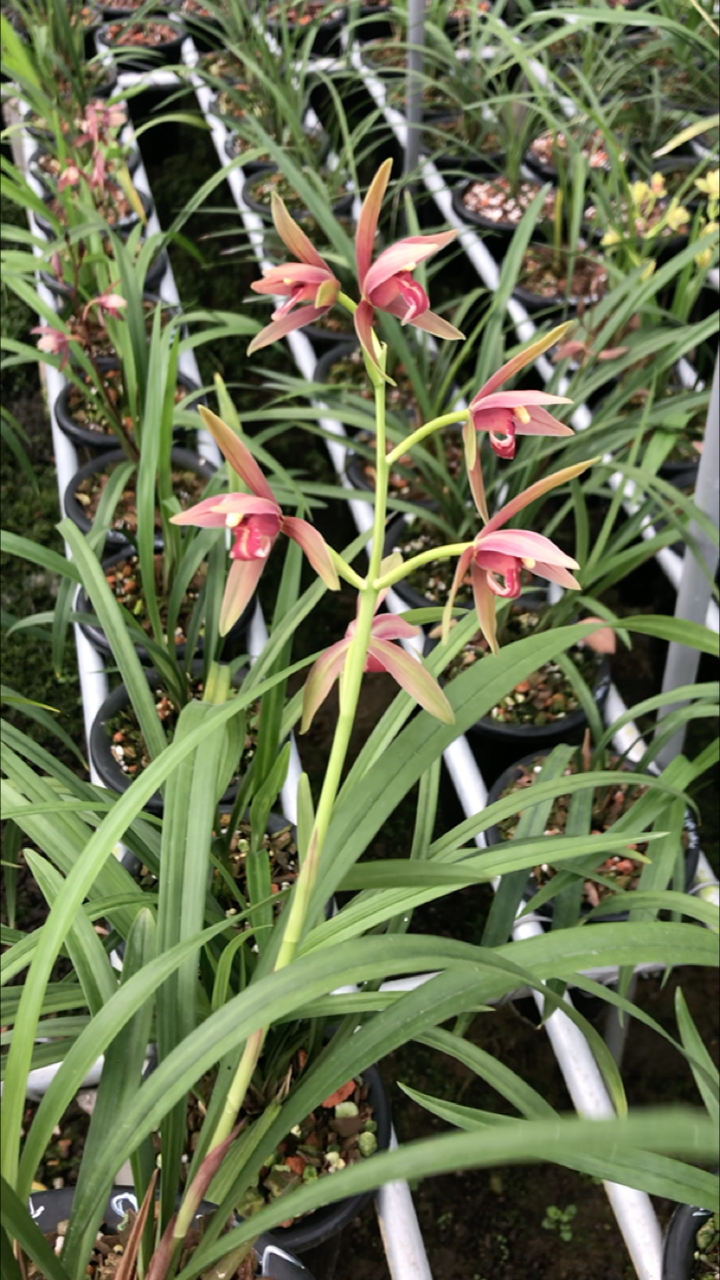 兰花鉴赏仙山红美不美