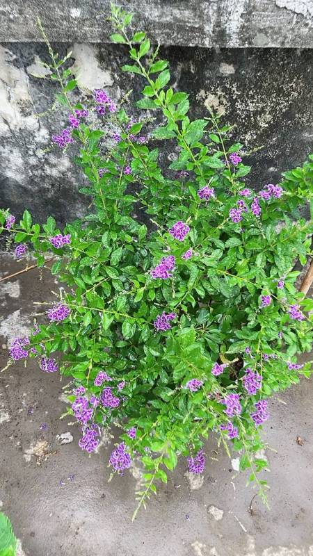 我的小花园#蕾丝金露花紫金露开花花啦!