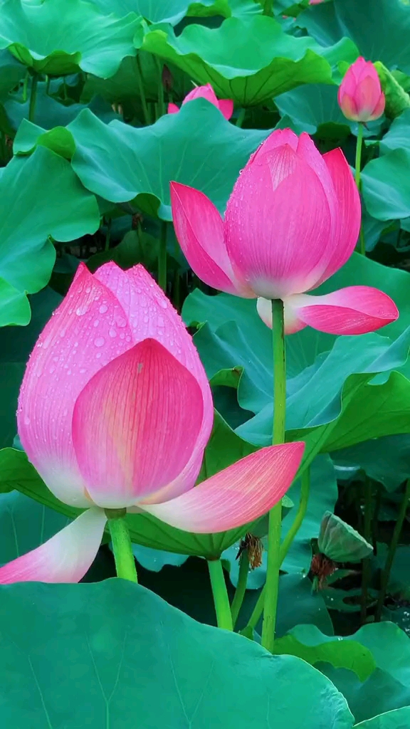 雨中的荷花仙气飘飘,像不像你的前任