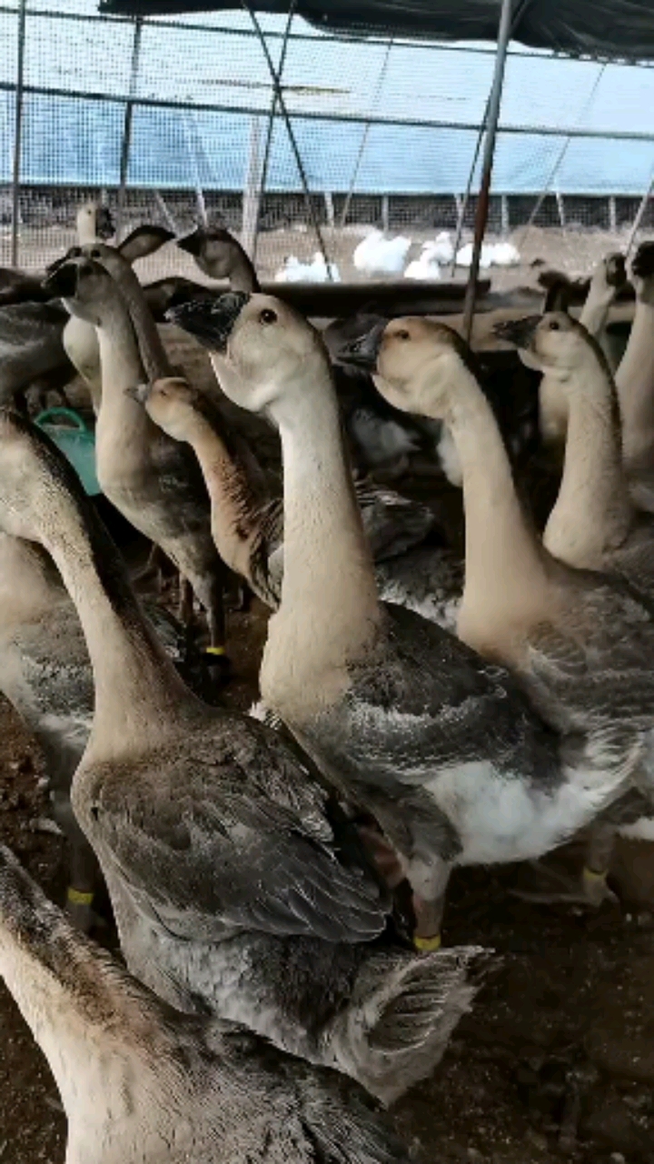 纯种狮头鹅种鹅,种苗,种蛋,各种规格齐全.