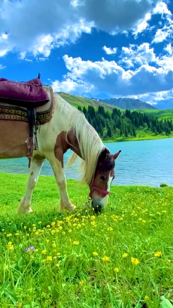 旅行#新疆伊犁如此美丽,蓝天白云下的骏马开开心心地吃着新鲜草,核