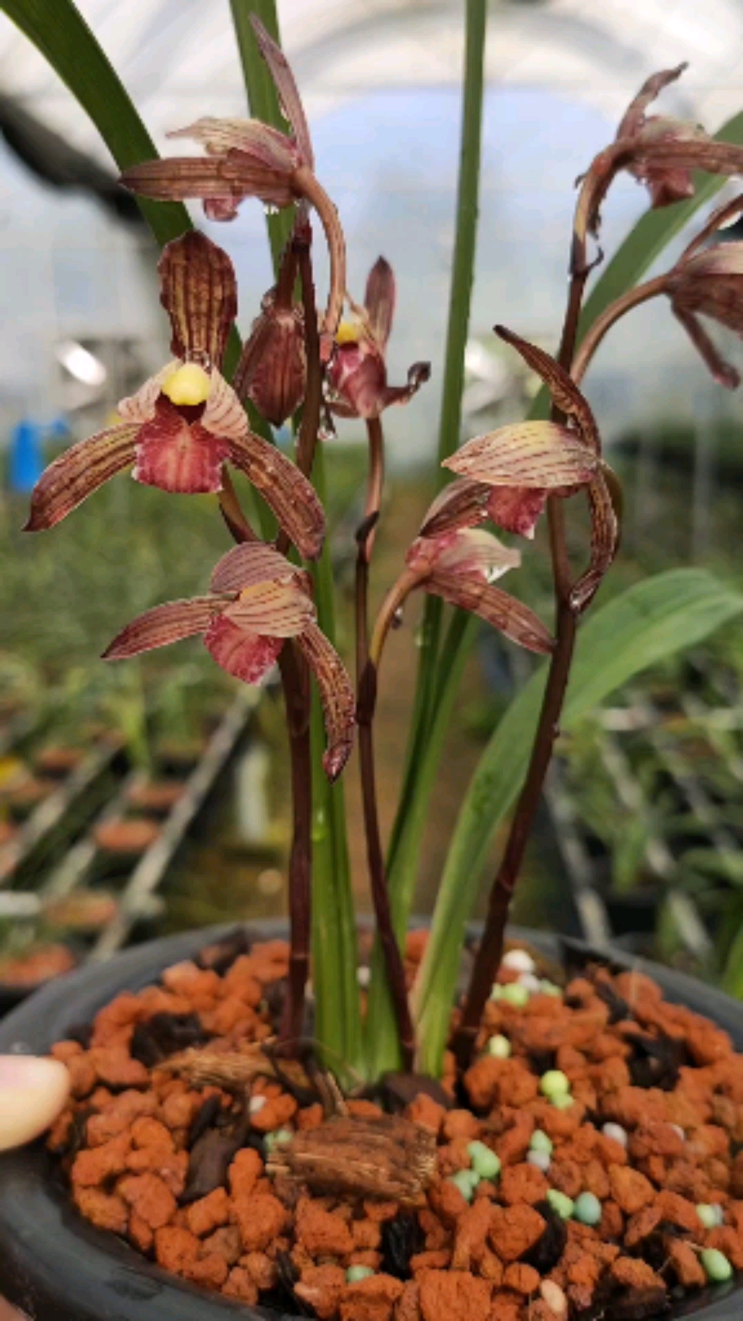 兰花#建兰紫凝黑美人