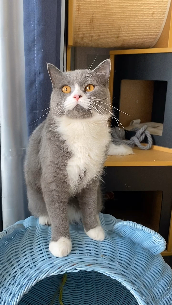 小小爱宠萌化你#长腿猫与短腿猫的区别太大了吧.