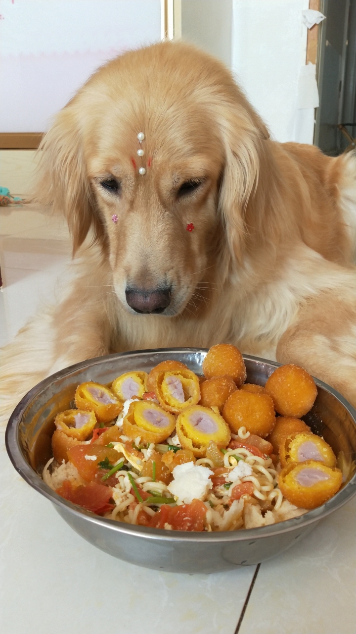 金毛:天天给我吃剩菜!