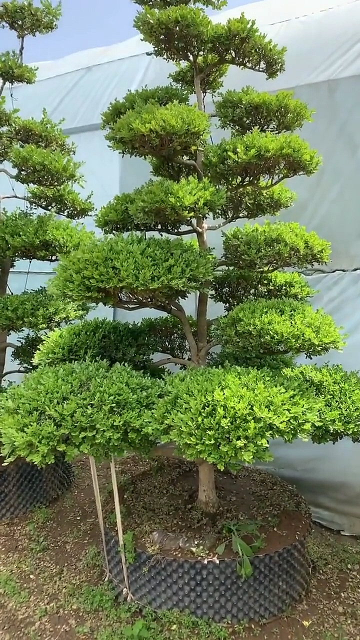 瓜子黄杨造型树家有黄杨喜气洋洋四季常青不落叶适合庭院别墅农家小院