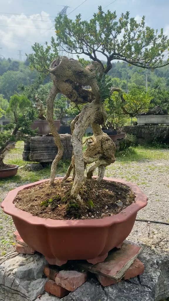 龙鳞珍珠黄杨怪桩