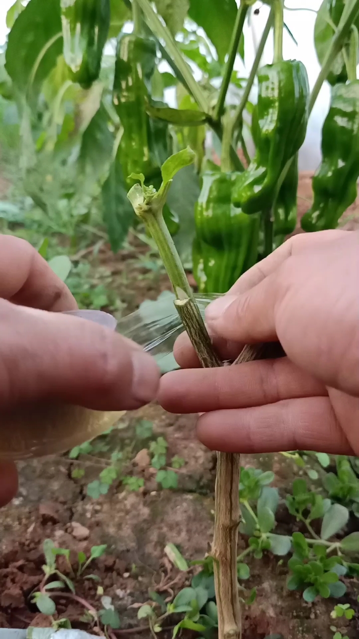 嫁接技术#劈接多年生辣椒技术,提高产量千倍