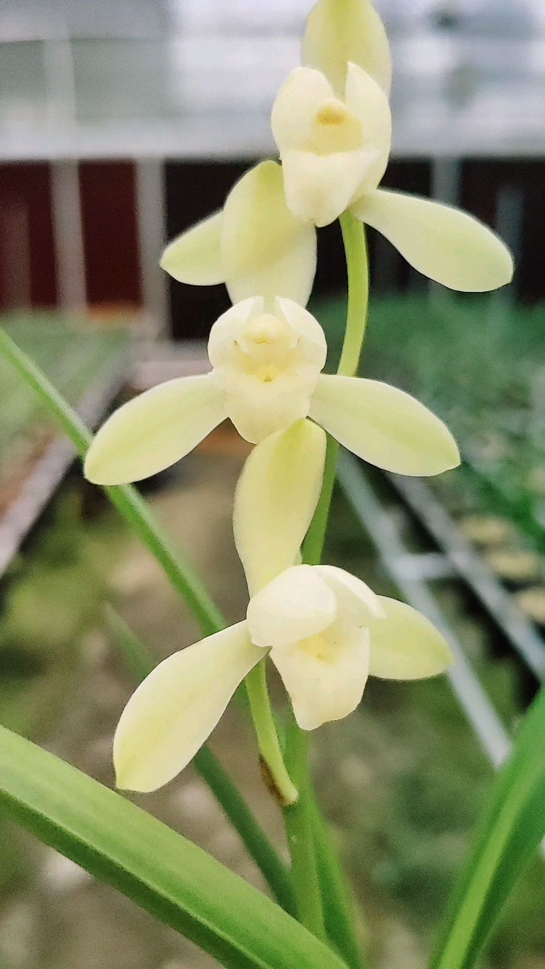 蘭花建蘭大唐宮粉素花之首開的漂亮