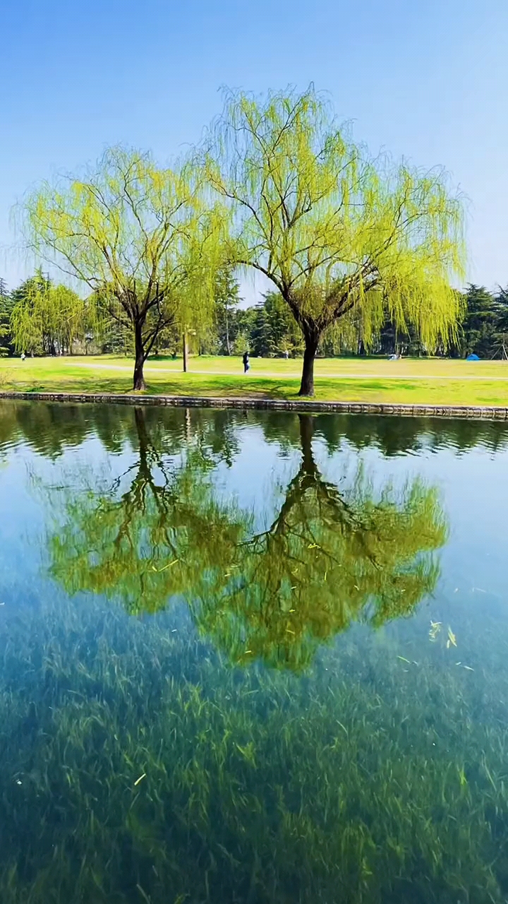 河边树图片