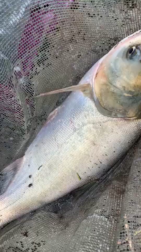 这是高手#刚刚钓获的大头鱼!