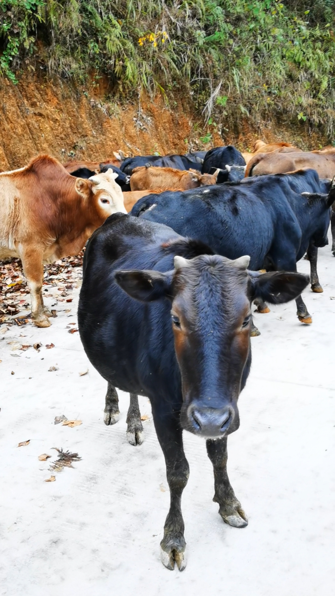 农村小哥养了31头土黄牛冬季没有草场放养经过深思熟虑后打算218万卖