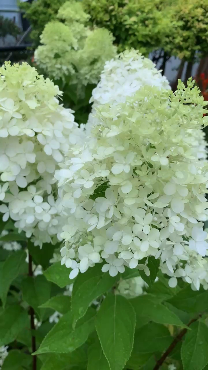 北极熊绣球开户纯白色