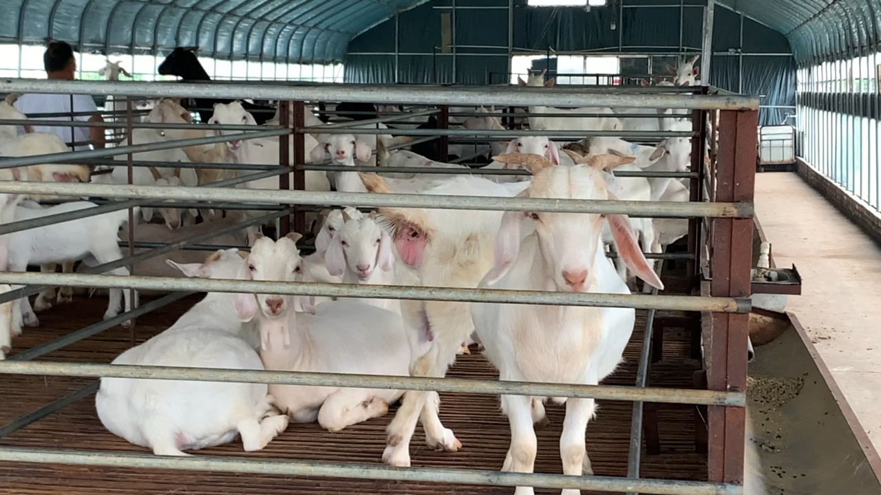 纯种美国白山羊#养殖效益最好好品种美国白山羊