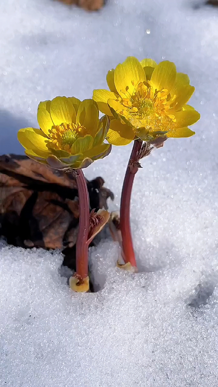千山雪莲,冰凌花在冰雪中绽放.