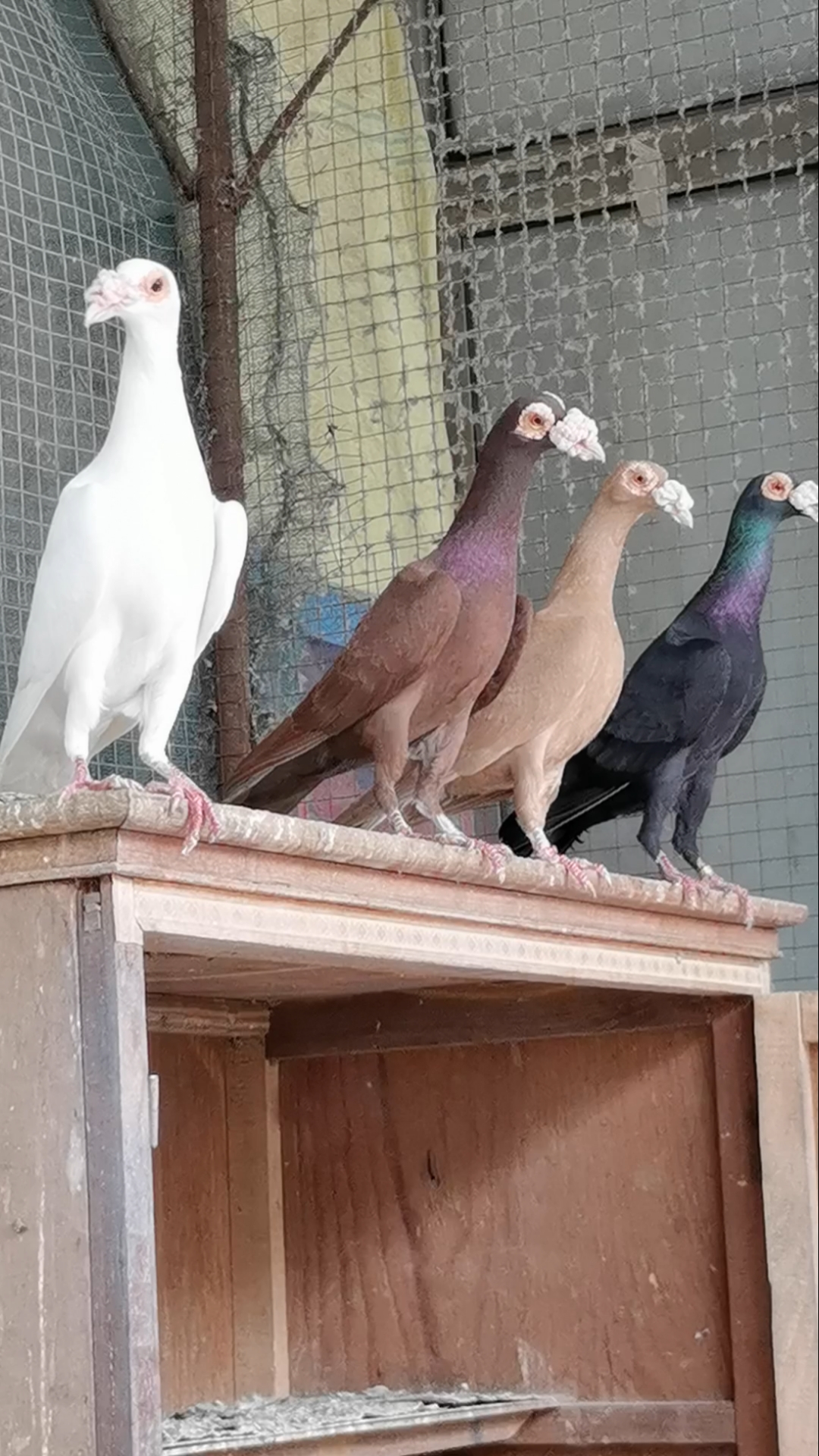 这鸽子鼻子有点大,个头有点高