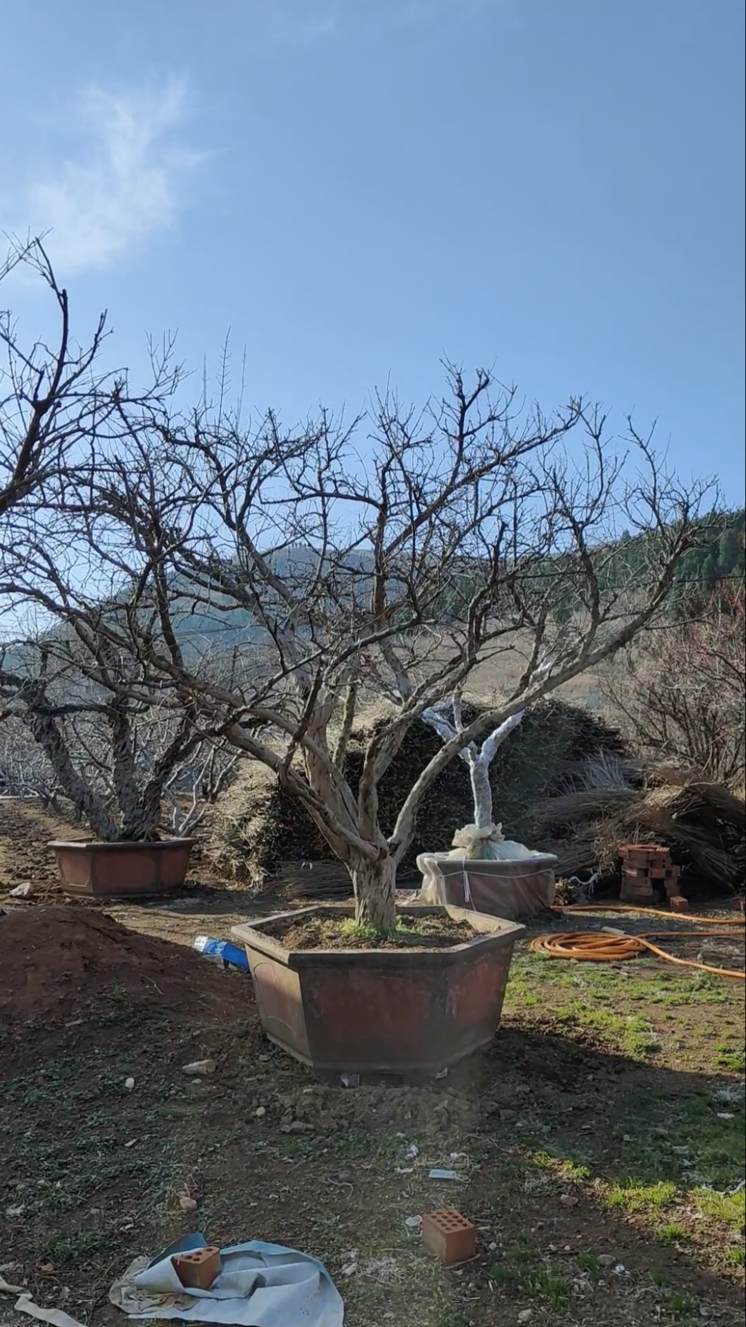 石榴盆景#大红袍石榴树造型优美,庭院种植石榴寓意多子多福生活红红