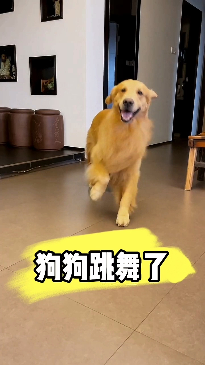 我家萌宠成精了狗狗跳舞了