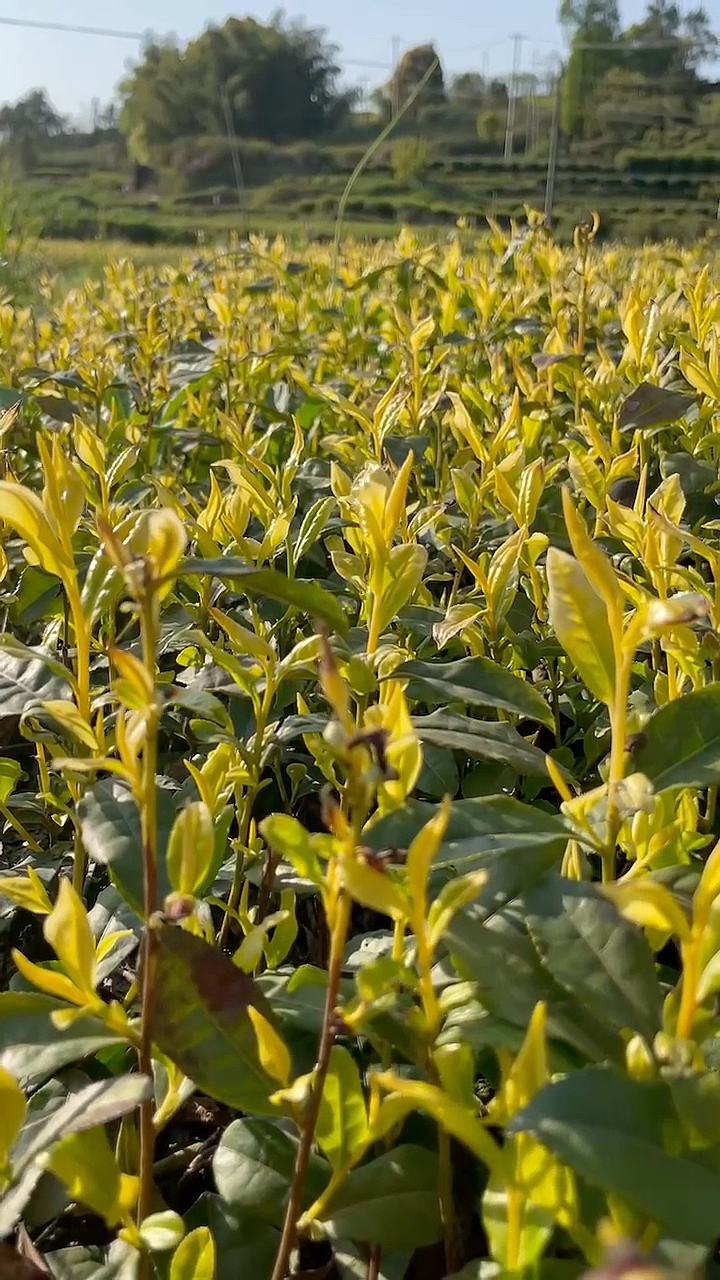 中黄2号茶苗##批发茶苗#茶苗批发#特早白茶苗