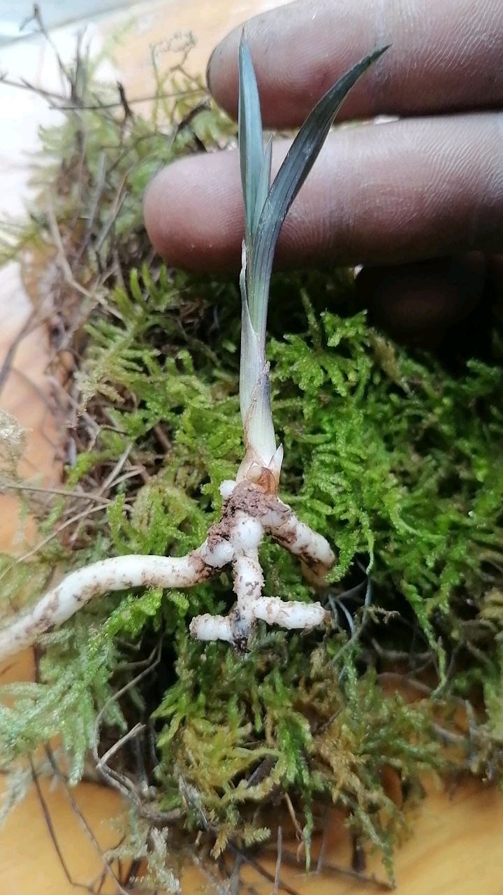 春兰大家好一颗春兰红草品相端正根系发达龙根苗一枚请大家欣赏