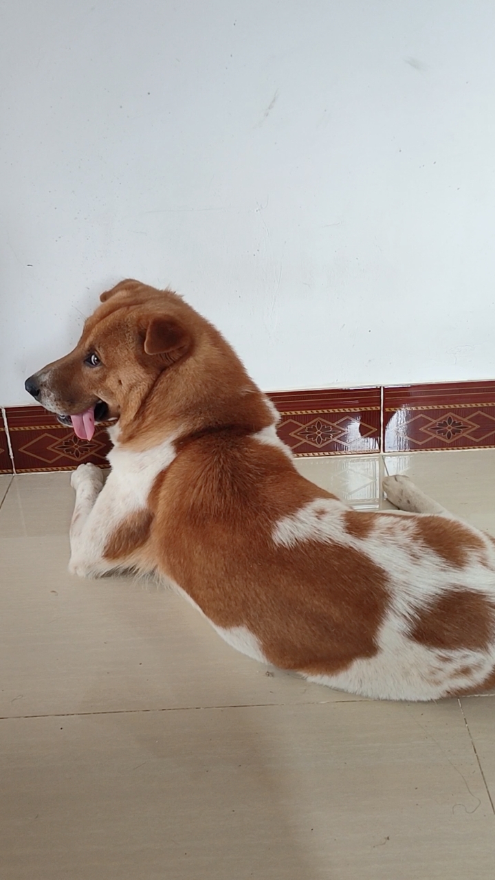 我家萌宠成精了#中华名犬