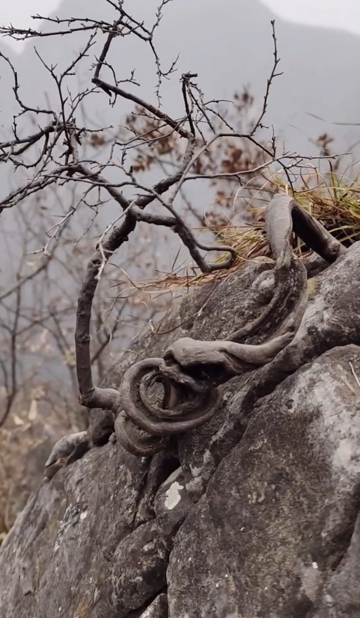 精品雀梅,北崖雀,雀梅之王,百年成材