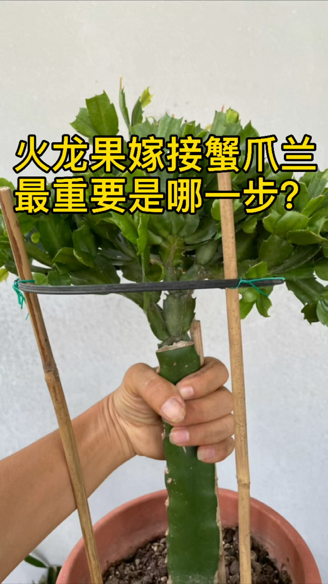 好物推荐火龙果嫁接蟹爪兰最重要是哪一步