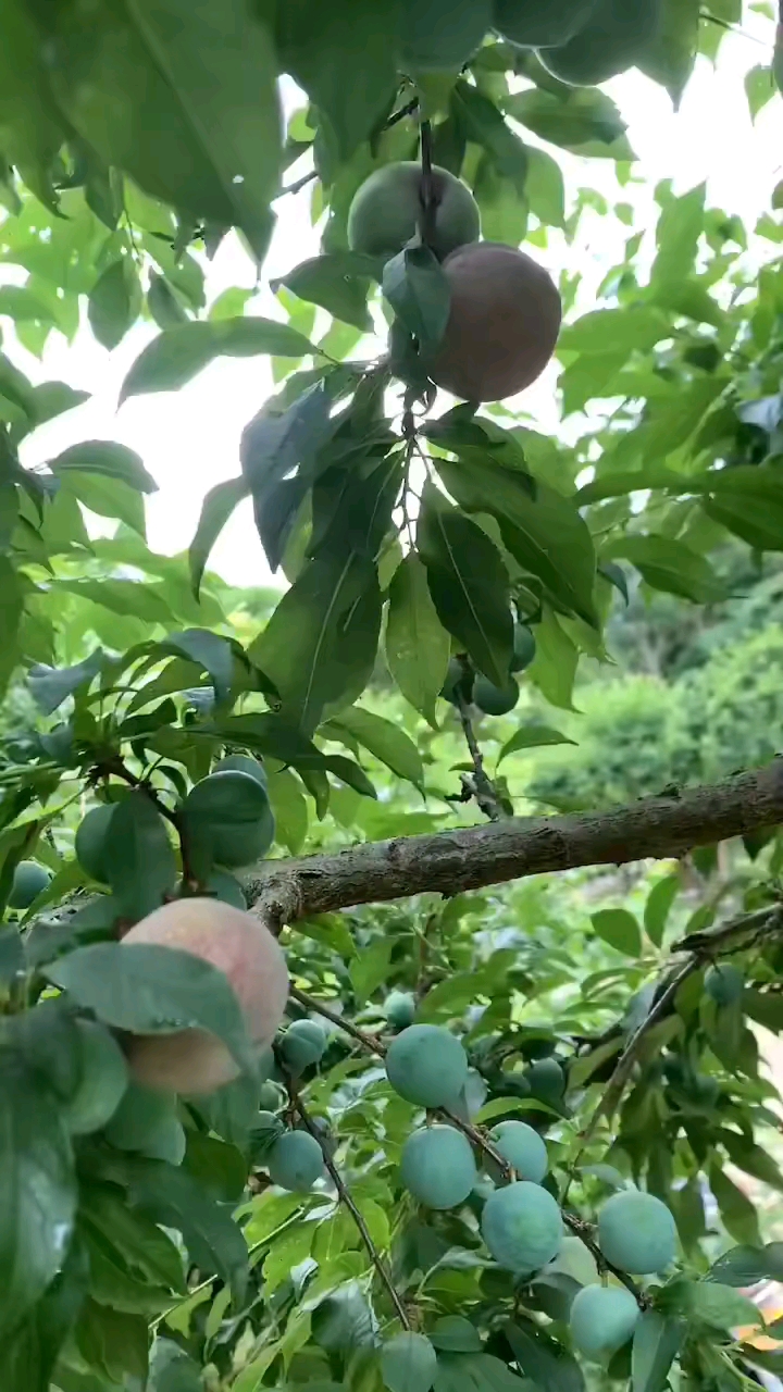 早期李子一整棵树上熟的不多青青小小的5月底才成熟大量上市