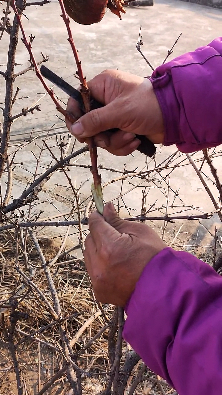 石榴树嫁接,采用双舌嫁接法操作方便-全民小视频
