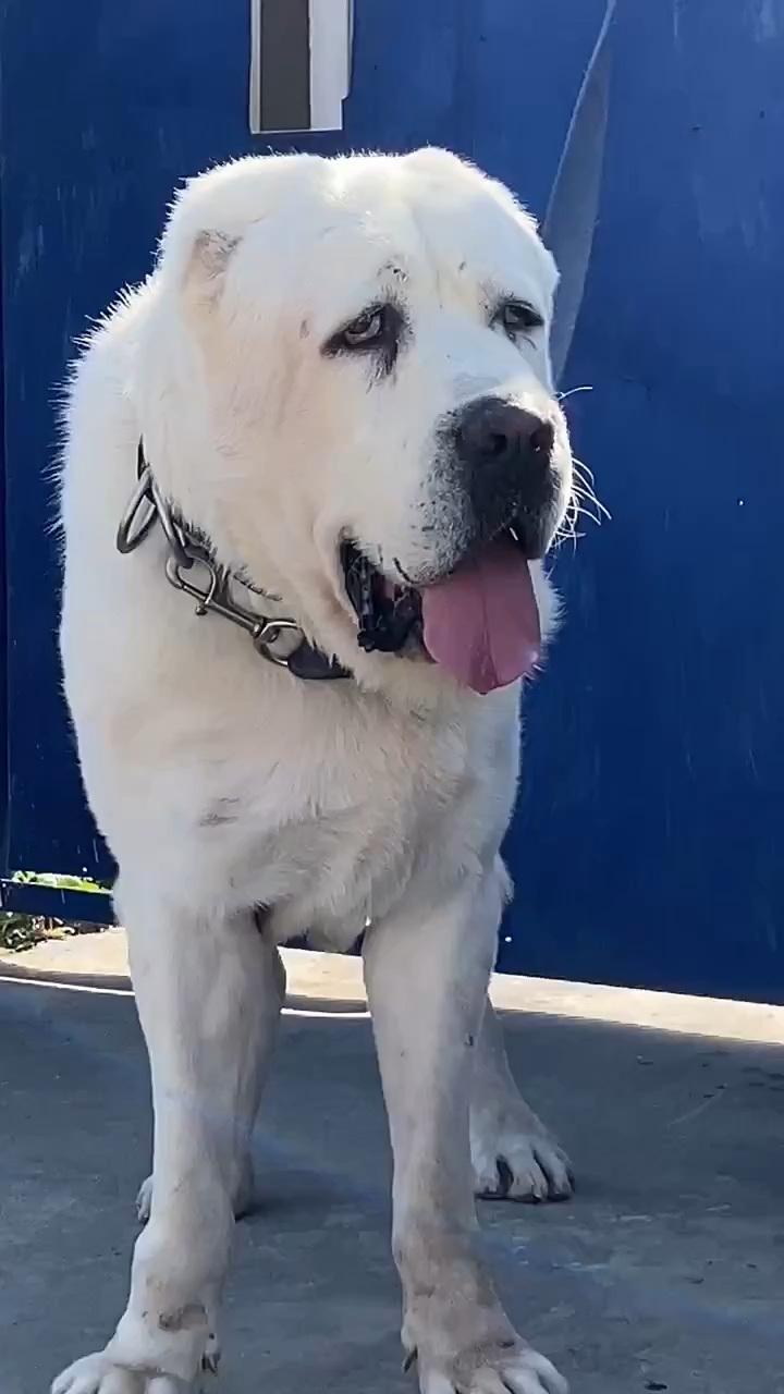 中亚牧羊犬#中亚牧羊犬