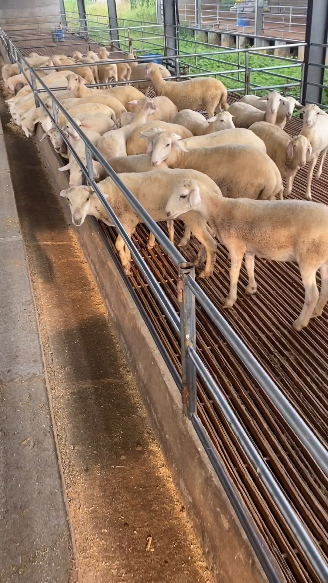 湖羊养殖区,种公羊