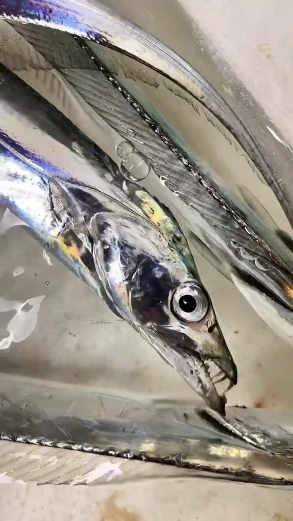 活带鱼#这就是你们说的不锈钢海银龙,喜欢吗!