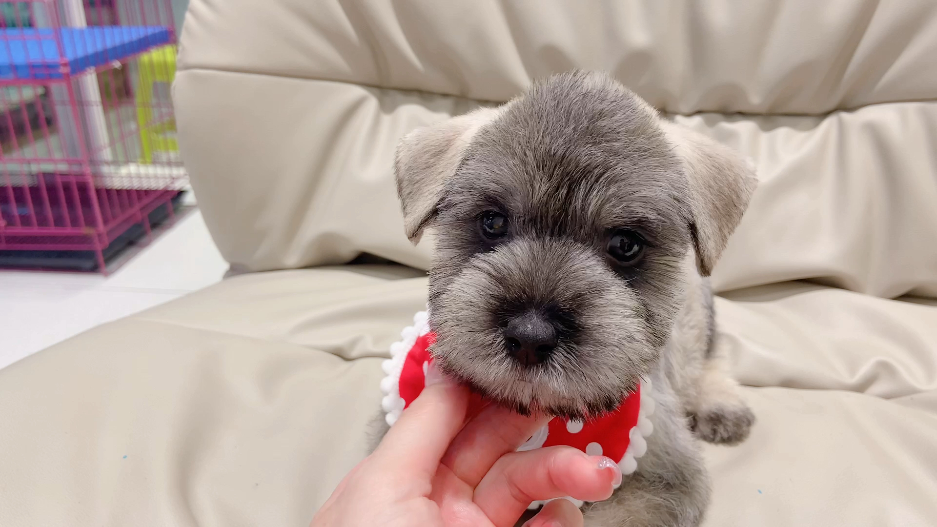 94帅帅的椒盐色雪纳瑞弟弟!