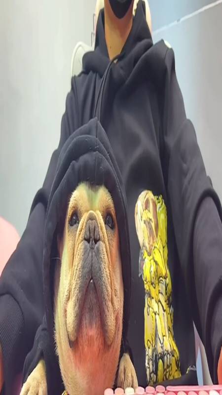 萌宠成精了#今天给你们看看我给狗子们做的潮牌亲狗电竞仓…杰克琼斯