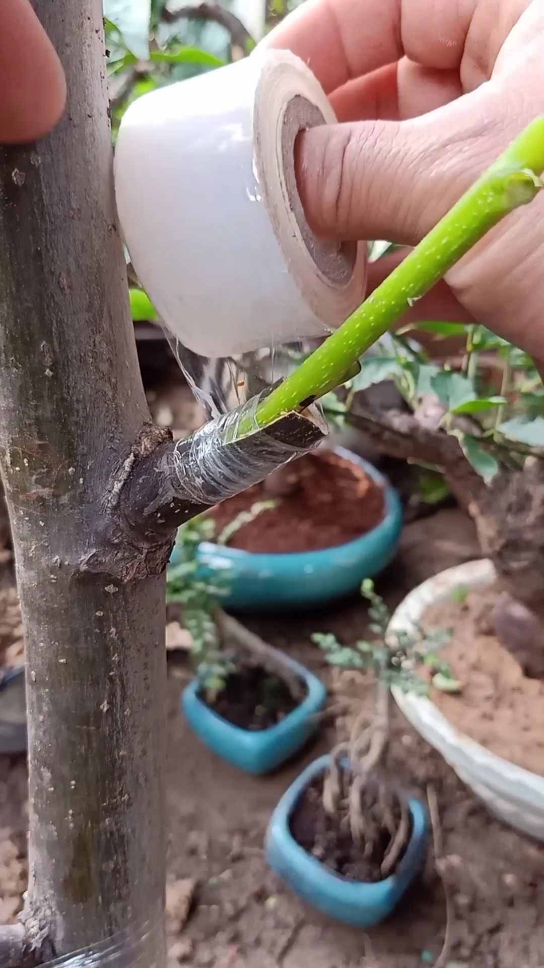 嫁接技术#插皮接核桃技术,春季秋季最佳