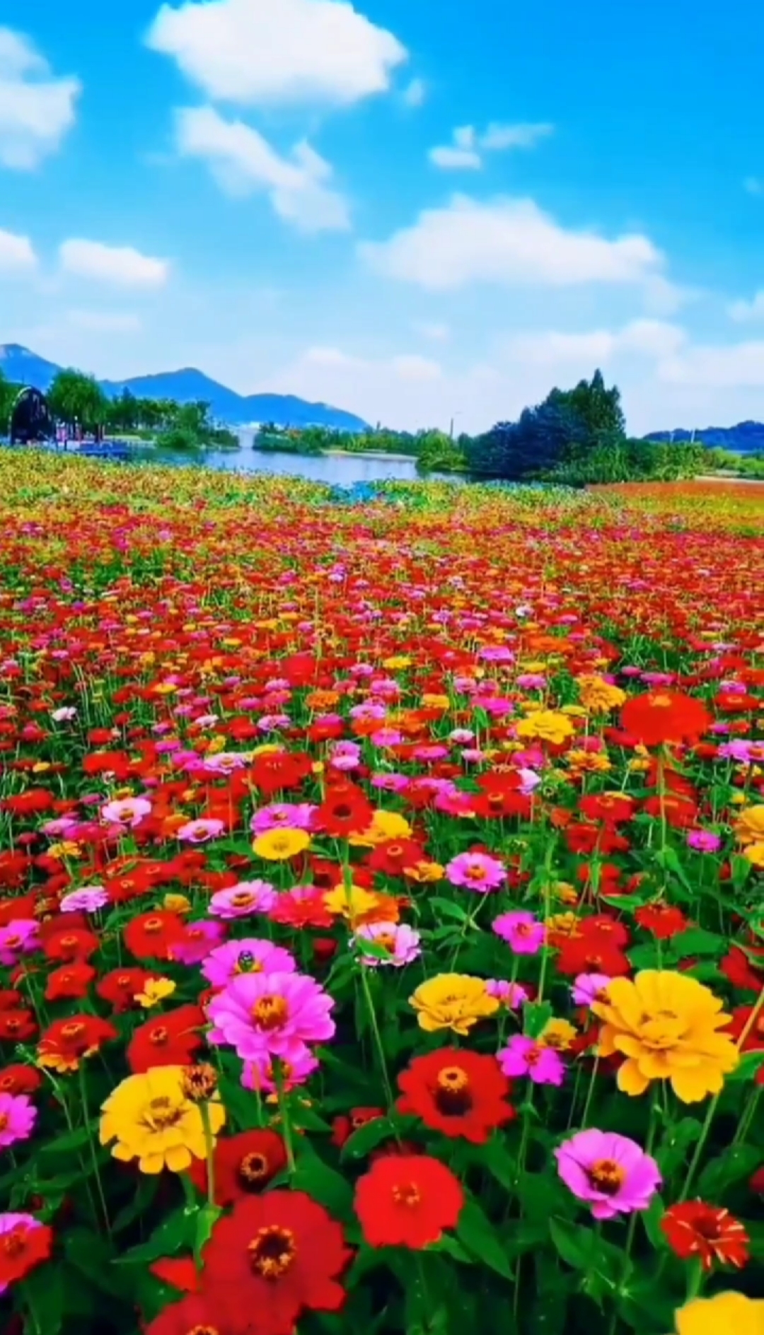 五月的花海背景图片