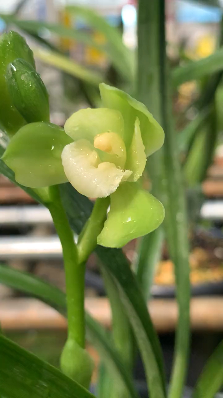 兰花#建兰掌上明珠