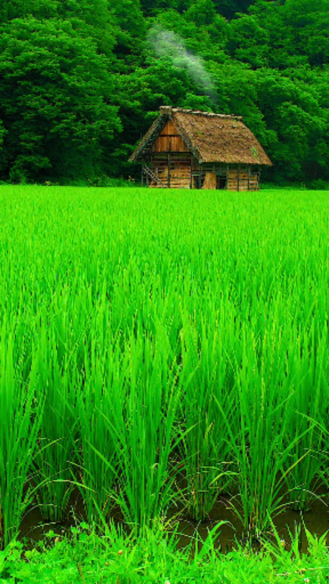 最美的风景#你喜欢农村生活吗?一人陪伴,一间茅屋,一亿存款.