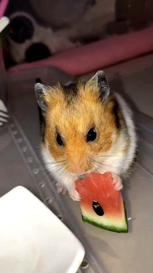 吃西瓜的小仓鼠,有点着急啊-度小视