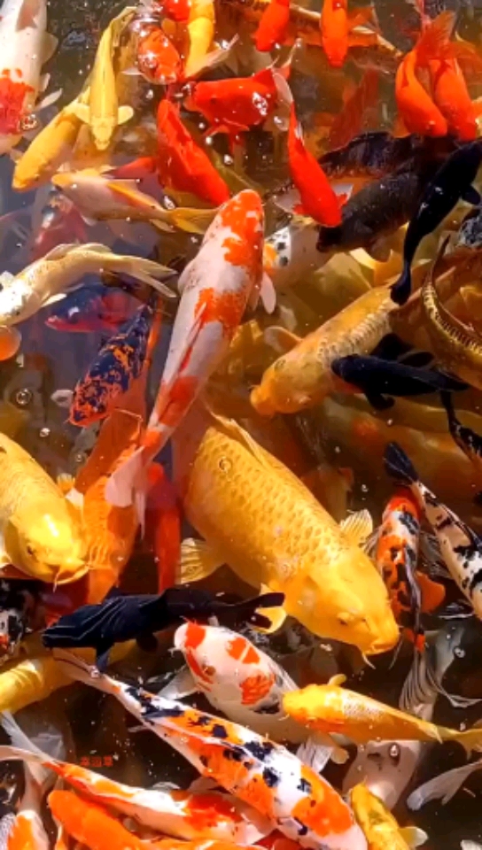 旅行#发财鱼祝老铁们2021发大财!