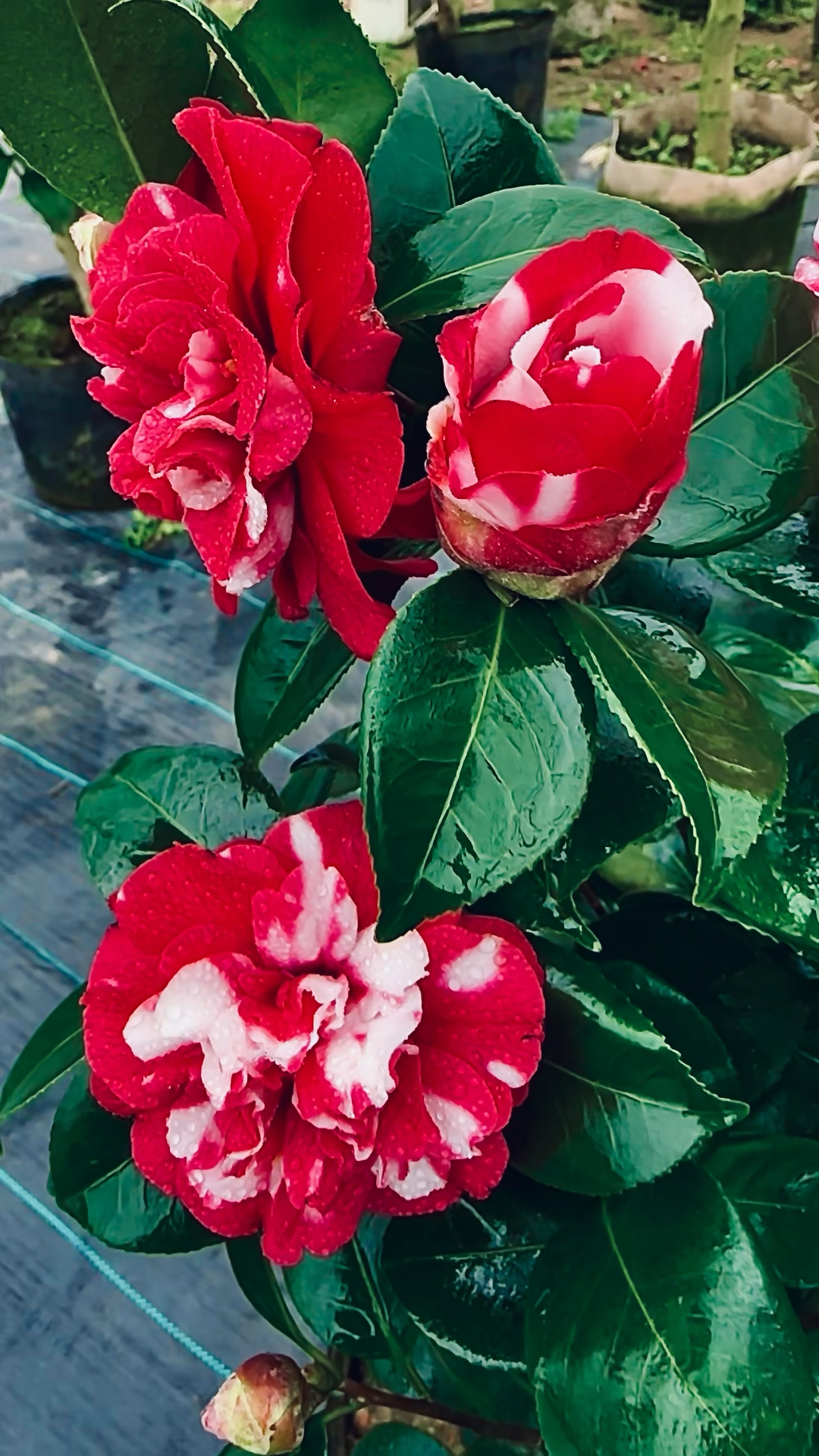 茶花克徕帝茶花开品鉴赏小李精选名品茶花基地