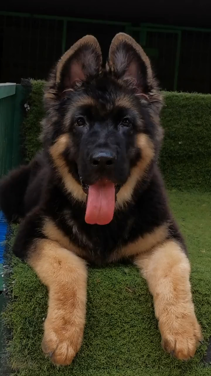 德国牧羊犬双血统雷欧之子