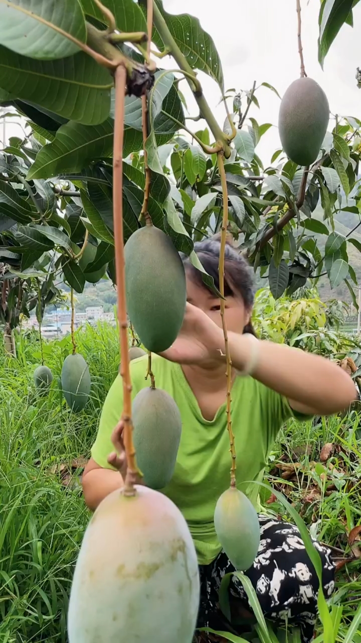 攀枝花大金煌芒果成熟啦果肉软糯香甜可口多汁果园直发