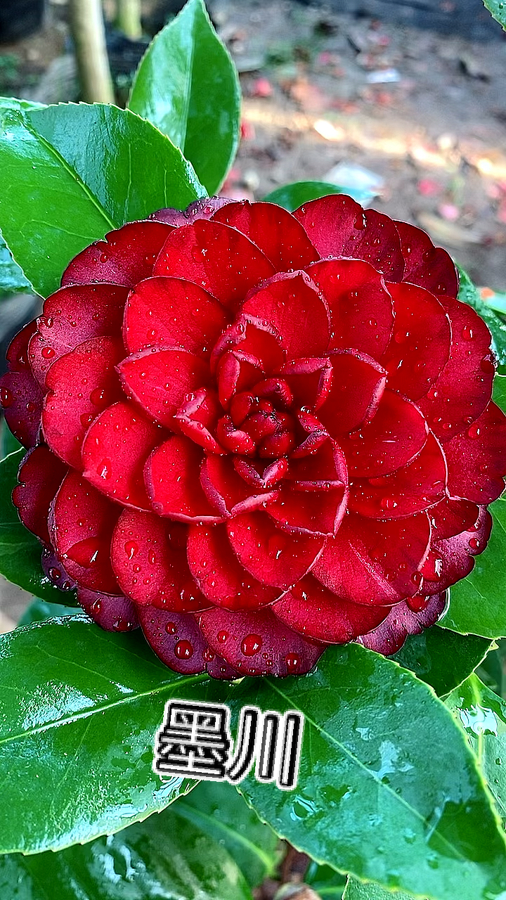 墨川茶花开花黑红色完全重瓣