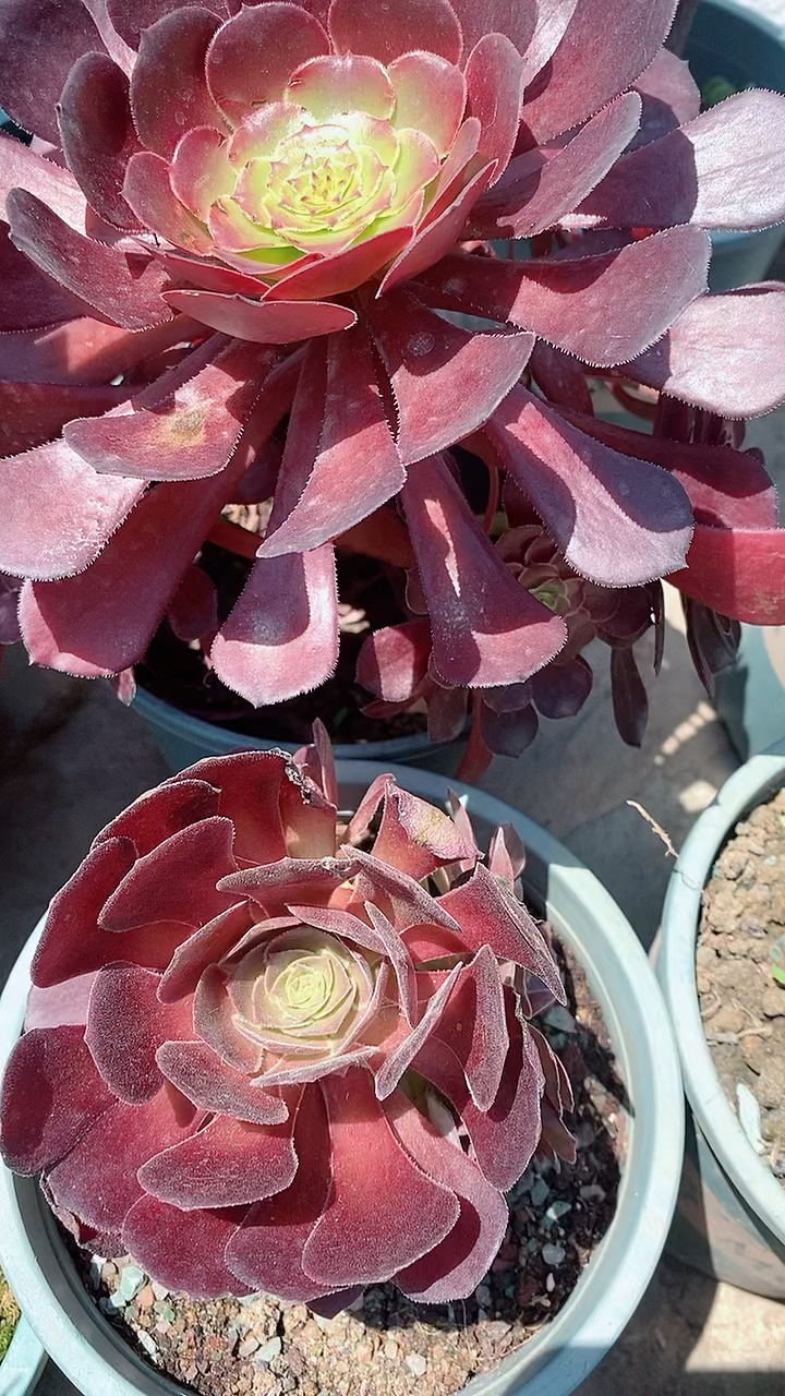 多肉法师#多肉法师,红法师多肉盆栽植物