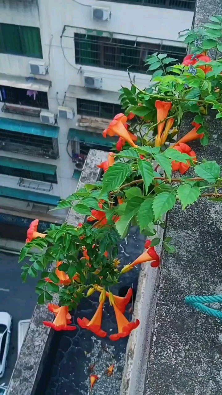 爬藤凌霄花,耐寒耐旱南北方都可以栽植,花开整个夏天